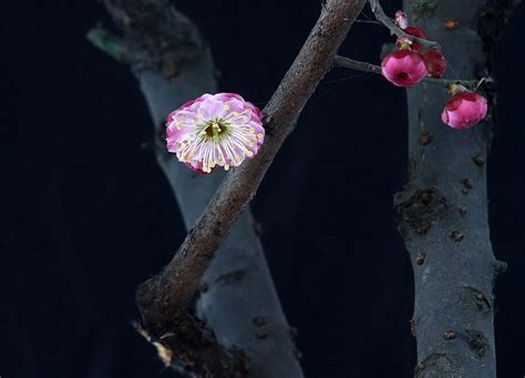 梅花家業